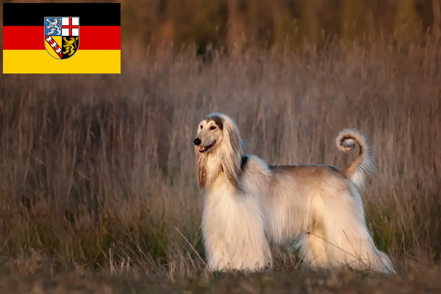 Lee más sobre el artículo Criadores de galgos afganos y cachorros en Sarre