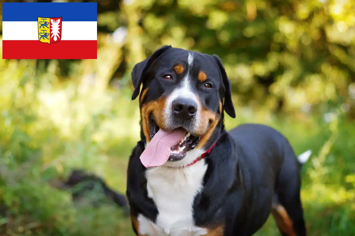 Lee más sobre el artículo Gran Perro Suizo de Montaña criador y cachorros en Schleswig-Holstein