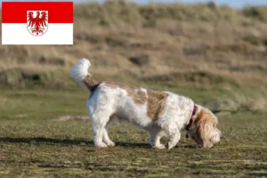 Lee más sobre el artículo Grand Basset Griffon Vendéen criadores y cachorros en Brandenburgo