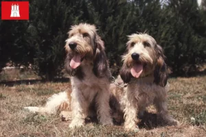 Lee más sobre el artículo Grand Basset Griffon Vendéen criadores y cachorros en Hamburgo