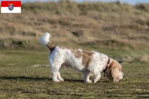 Lee más sobre el artículo Grand Basset Griffon Vendéen criadores y cachorros en Hessen