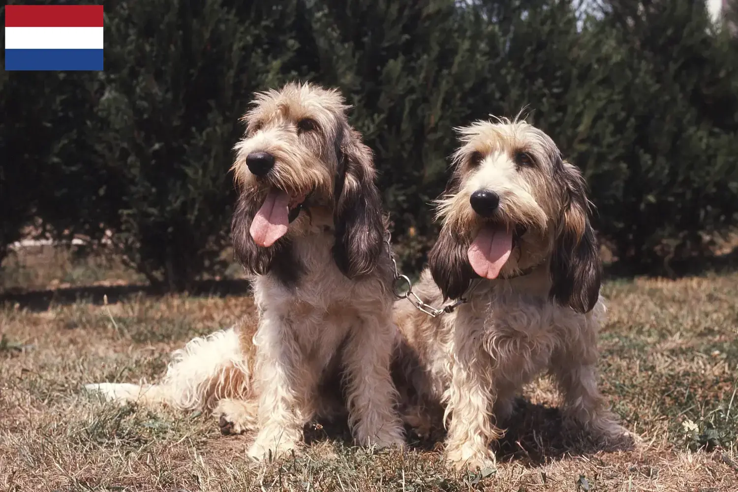 Lee más sobre el artículo Grand Basset Griffon Vendéen criadores y cachorros en los Países Bajos