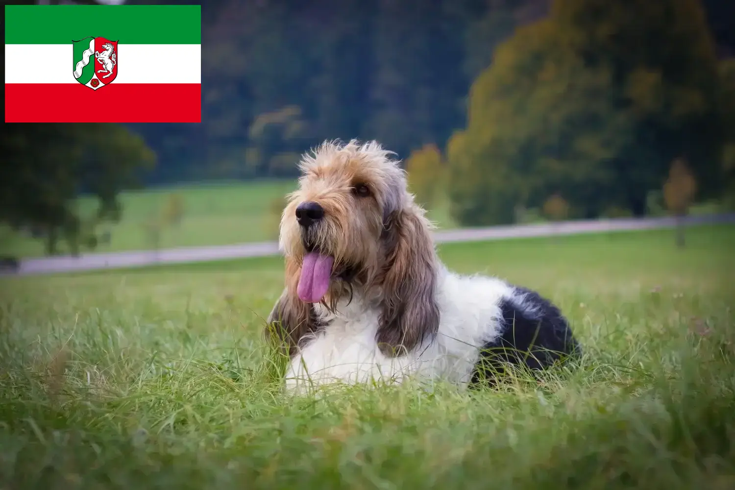 Lee más sobre el artículo Grand Basset Griffon Vendéen criadores y cachorros en Renania del Norte-Westfalia