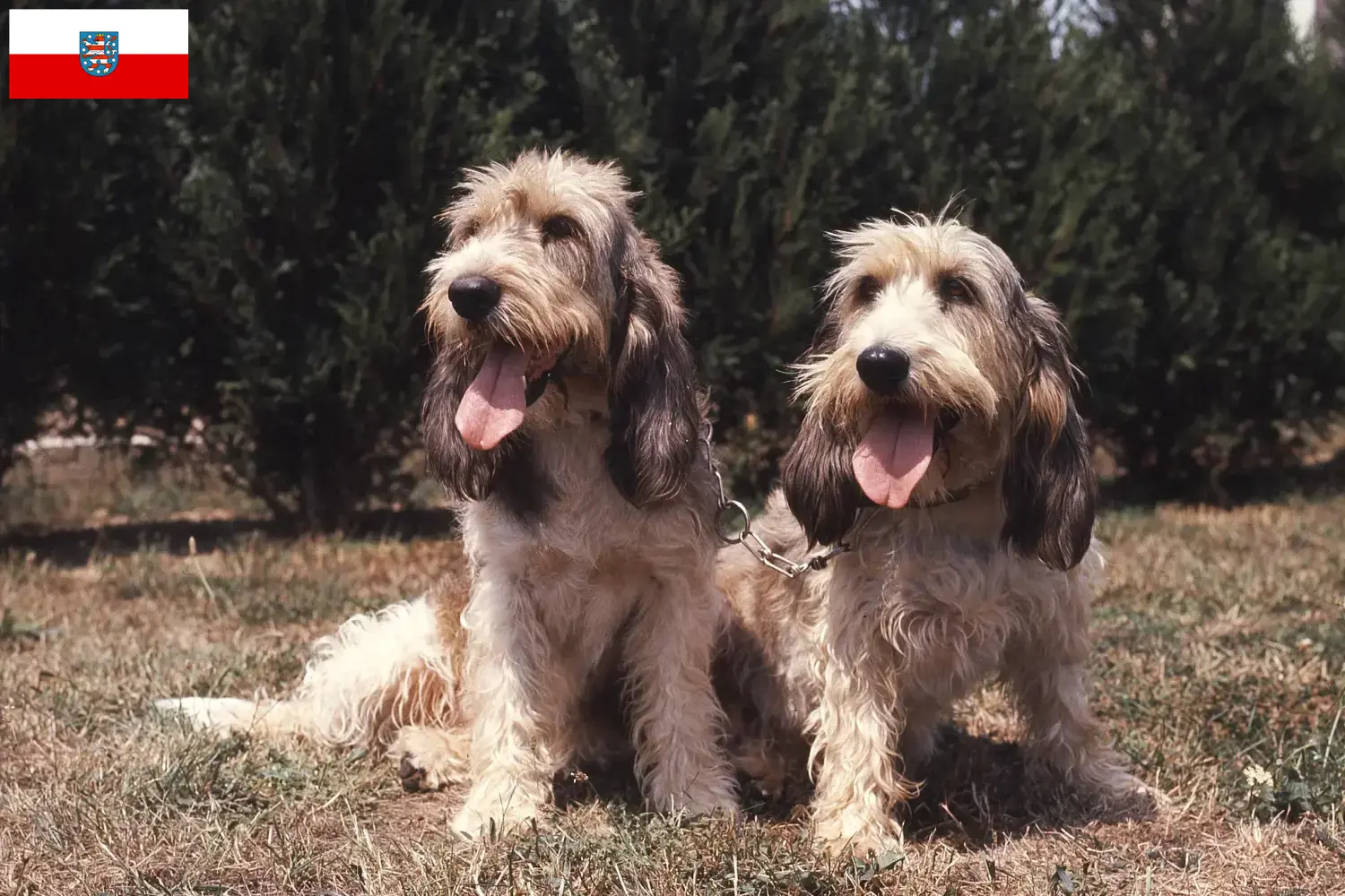 Lee más sobre el artículo Grand Basset Griffon Vendéen criadores y cachorros en Turingia