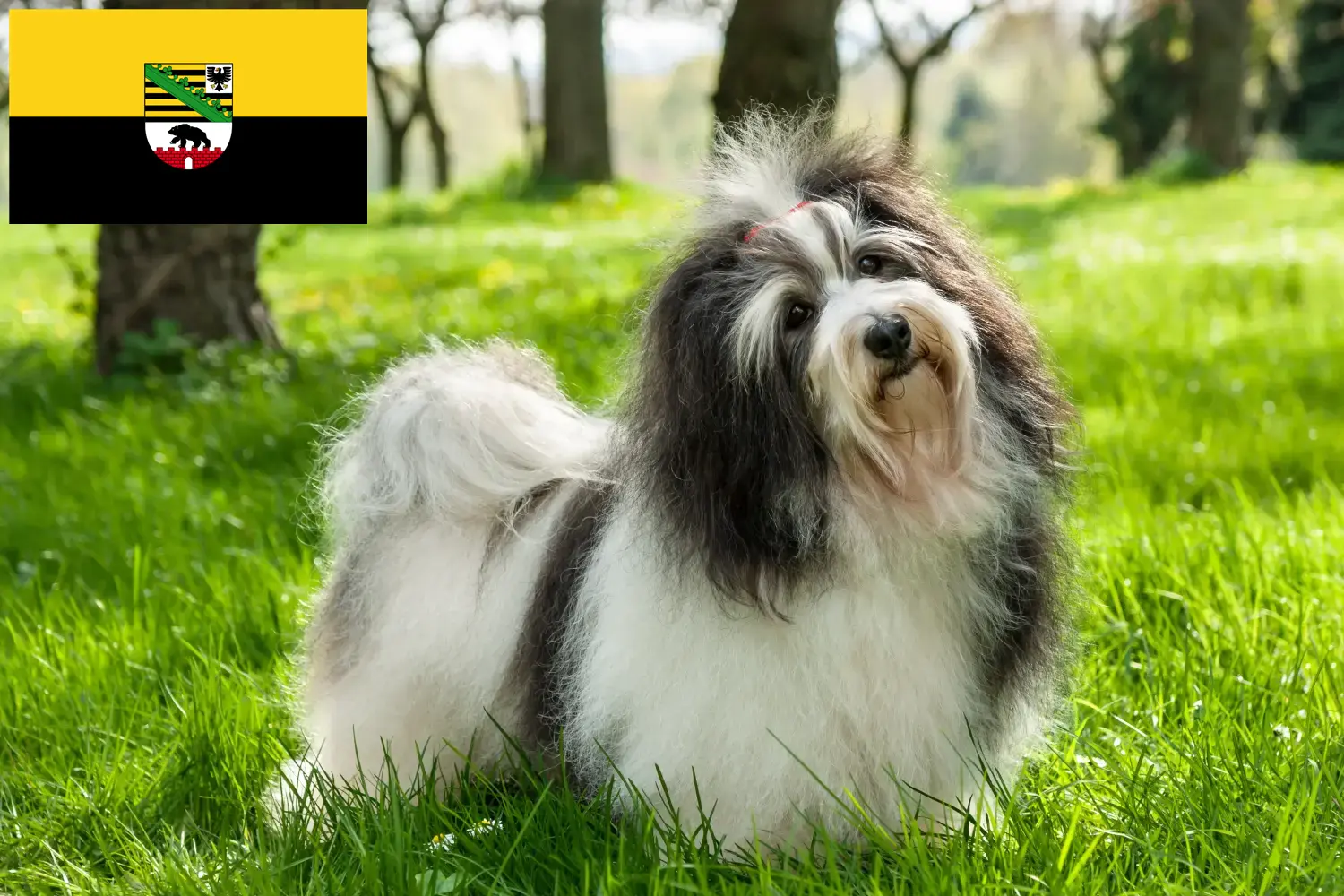 Lee más sobre el artículo Criadores de Bichon Habanero y cachorros en Sajonia-Anhalt