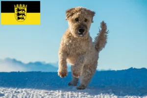 Lee más sobre el artículo Criadores de Irish Soft Coated Wheaten Terrier y cachorros en Baden-Württemberg