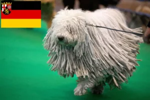 Lee más sobre el artículo Criadores de Komondor y cachorros en Renania-Palatinado