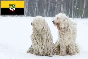 Lee más sobre el artículo Criadores de Komondor y cachorros en Sajonia-Anhalt