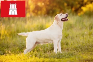 Lee más sobre el artículo Criadores de labradores y cachorros en Hamburgo