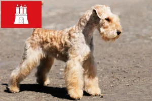 Lee más sobre el artículo Criadores de Lakeland Terrier y cachorros en Hamburgo