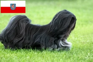 Lee más sobre el artículo Criadores de Lhasa Apso y cachorros en Turingia