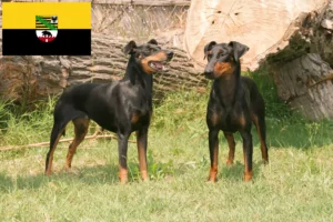 Lee más sobre el artículo Criadores de Manchester Terrier y cachorros en Sajonia-Anhalt