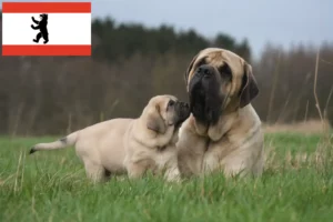 Lee más sobre el artículo Criadores de mastines y cachorros en Berlín