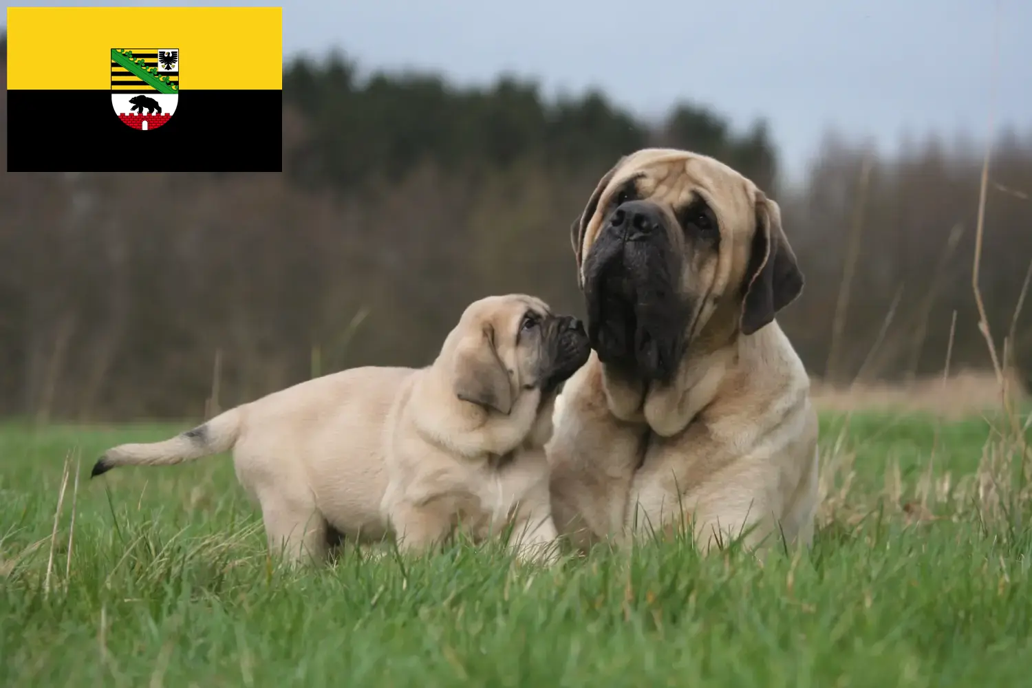 Lee más sobre el artículo Criadores de mastines y cachorros en Sajonia-Anhalt