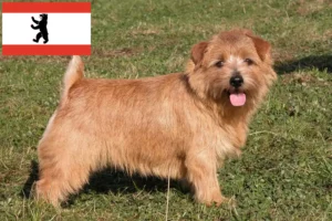 Lee más sobre el artículo Criadores de Norfolk Terrier y cachorros en Berlín