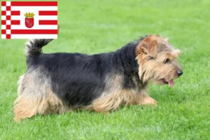 Lee más sobre el artículo Criadores de Norfolk Terrier y cachorros en Bremen