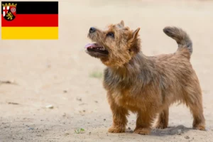 Lee más sobre el artículo Criadores de Norwich Terrier y cachorros en Renania-Palatinado