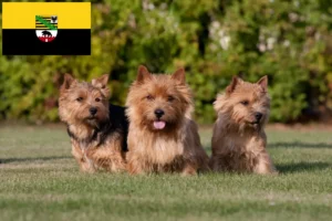 Lee más sobre el artículo Criadores y cachorros de Norwich Terrier en Sajonia-Anhalt