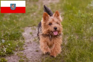 Lee más sobre el artículo Criadores de Norwich Terrier y cachorros en Turingia