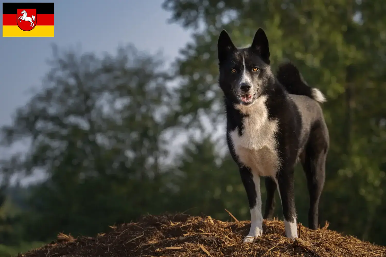 Lee más sobre el artículo Criadores de Perros Oso de Carelia y cachorros en Baja Sajonia