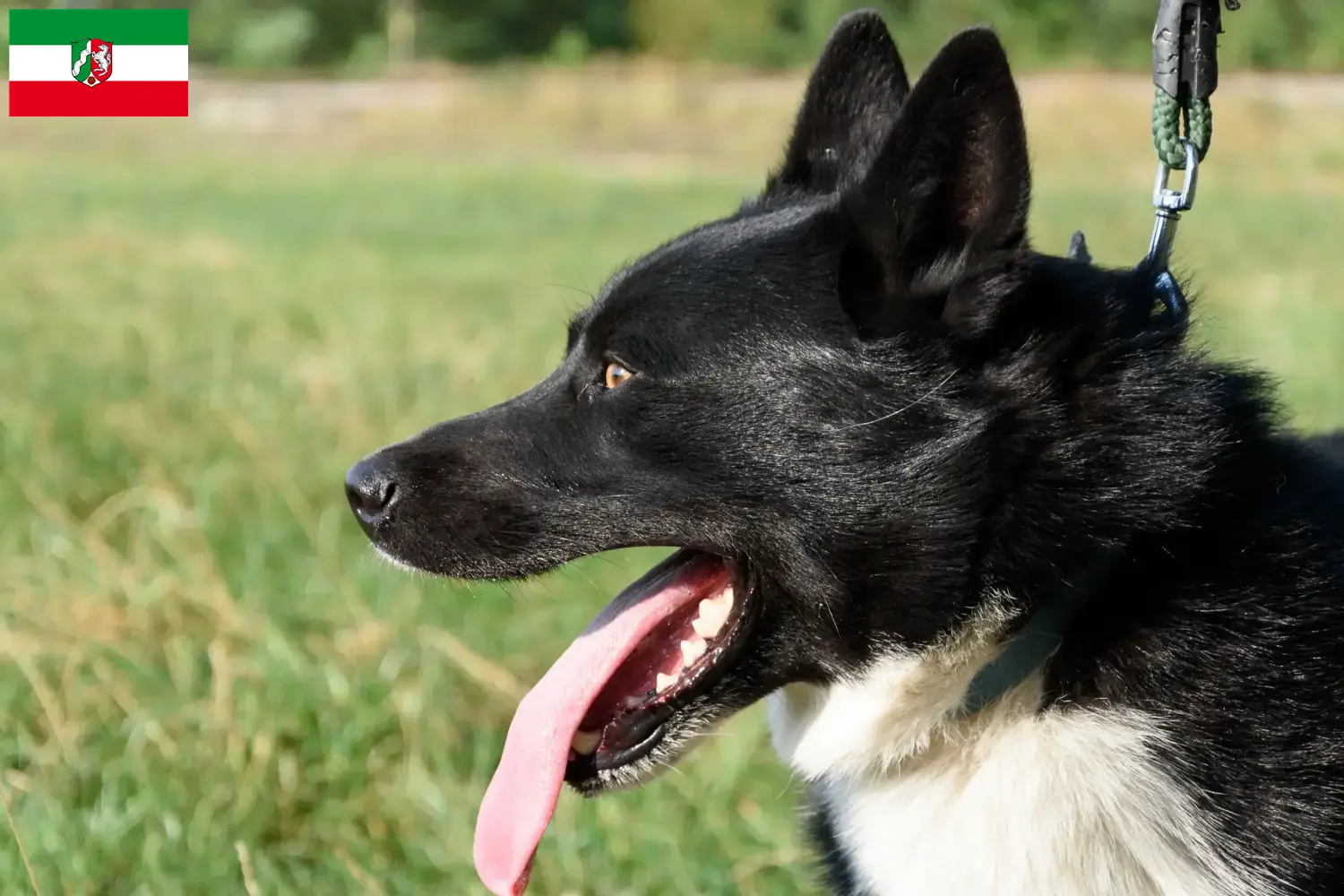 Lee más sobre el artículo Criadores de Perros Oso de Carelia y cachorros en Renania del Norte-Westfalia