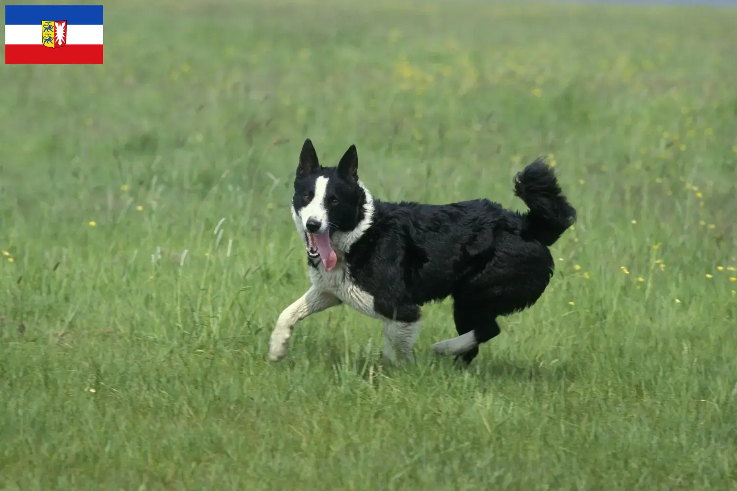 Lee más sobre el artículo Criadores de Perros Oso de Carelia y cachorros en Schleswig-Holstein