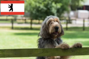 Lee más sobre el artículo Criadores de Otterhund y cachorros en Berlín