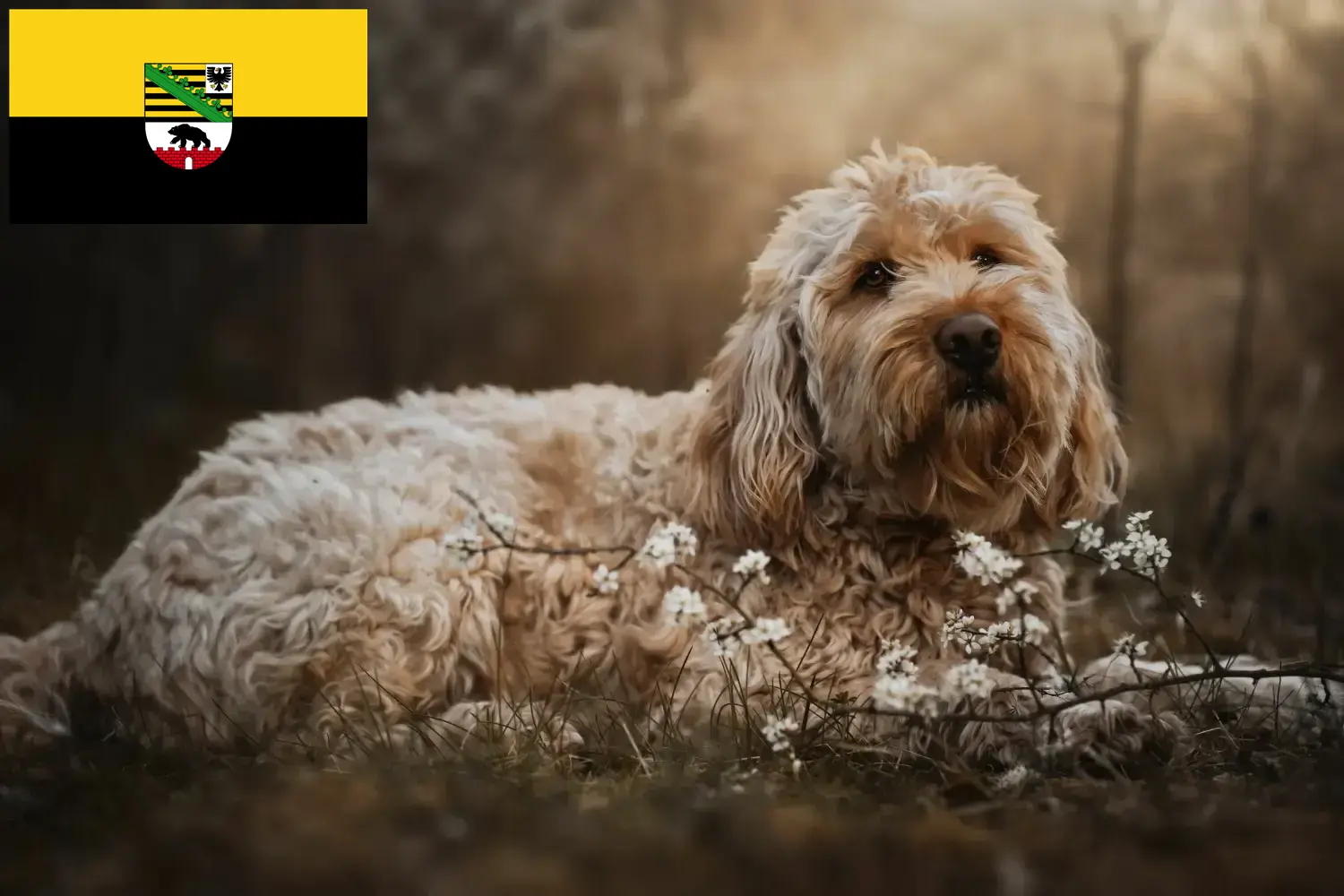 Lee más sobre el artículo Criadores de Otterhund y cachorros en Sajonia-Anhalt