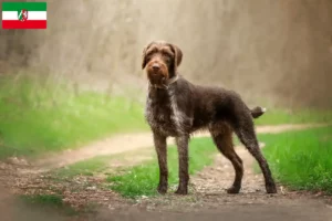 Lee más sobre el artículo Deutsch Drahthaar criadores y cachorros en Renania del Norte-Westfalia