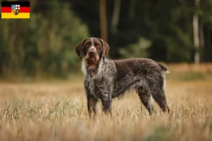 Lee más sobre el artículo Deutsch Drahthaar criadores y cachorros en Saarland