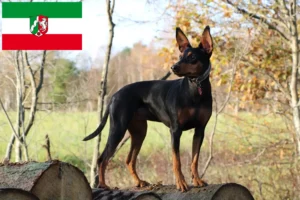 Lee más sobre el artículo Criadores de Pinscher alemán y cachorros en Renania del Norte-Westfalia