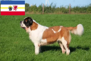 Lee más sobre el artículo Criadores de San Bernardo y cachorros en Mecklemburgo-Pomerania Occidental