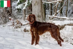 Lee más sobre el artículo Criadores y cachorros de Setter Irlandés Rojo en Italia