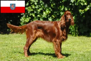 Lee más sobre el artículo Criadores de Setter Irlandés Rojo y cachorros en Turingia