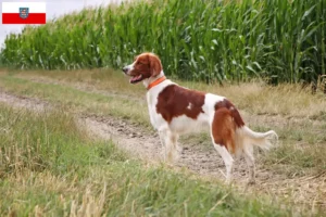 Lee más sobre el artículo Criadores y cachorros de Setter Irlandés Rojo y Blanco en Turingia