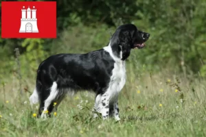 Lee más sobre el artículo Criadores de Springer Spaniel Inglés y cachorros en Hamburgo