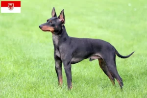 Lee más sobre el artículo Criadores de Toy Terrier inglés y cachorros en Brandenburgo