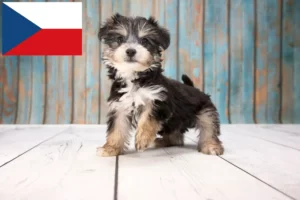 Lee más sobre el artículo Criadores y cachorros de Yorkipoo en la República Checa