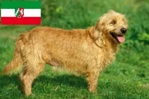 Lee más sobre el artículo Basset fauve de Bretagne criadores y cachorros en Renania del Norte-Westfalia