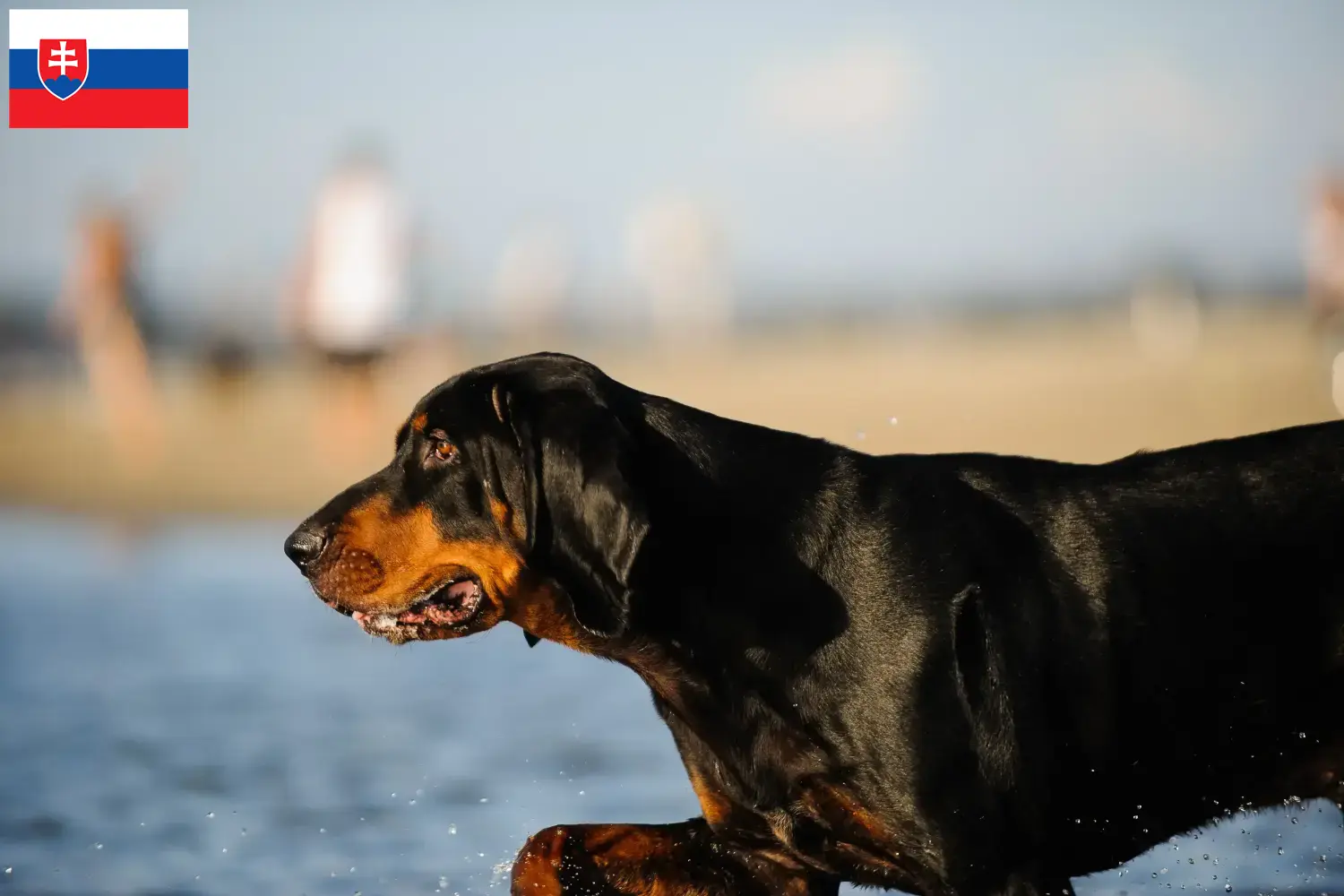 Lee más sobre el artículo Black and Tan Coonhound criadores y cachorros en Eslovaquia