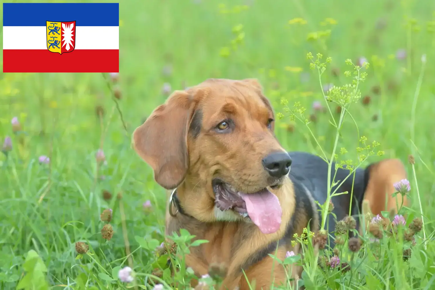 Lee más sobre el artículo Criadores de Bracke polaco y cachorros en Schleswig-Holstein