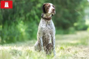 Lee más sobre el artículo Braque français tipo Pyrénées criadores y cachorros en Hamburgo