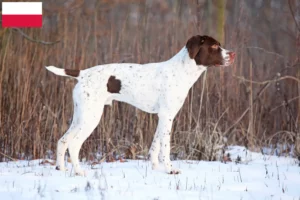 Lee más sobre el artículo Braque français tipo Pyrénées criadores y cachorros en Polonia