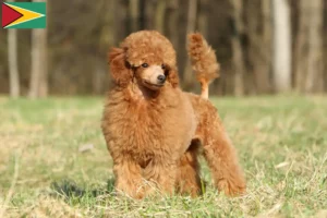 Lee más sobre el artículo Criadores de caniche y cachorros en Guyana