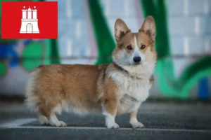 Lee más sobre el artículo Criadores de Corgi Galés y cachorros en Hamburgo