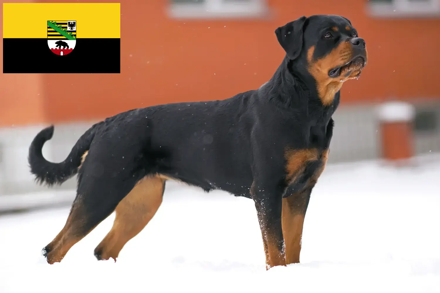 Lee más sobre el artículo Criadores de rottweiler y cachorros en Sajonia-Anhalt