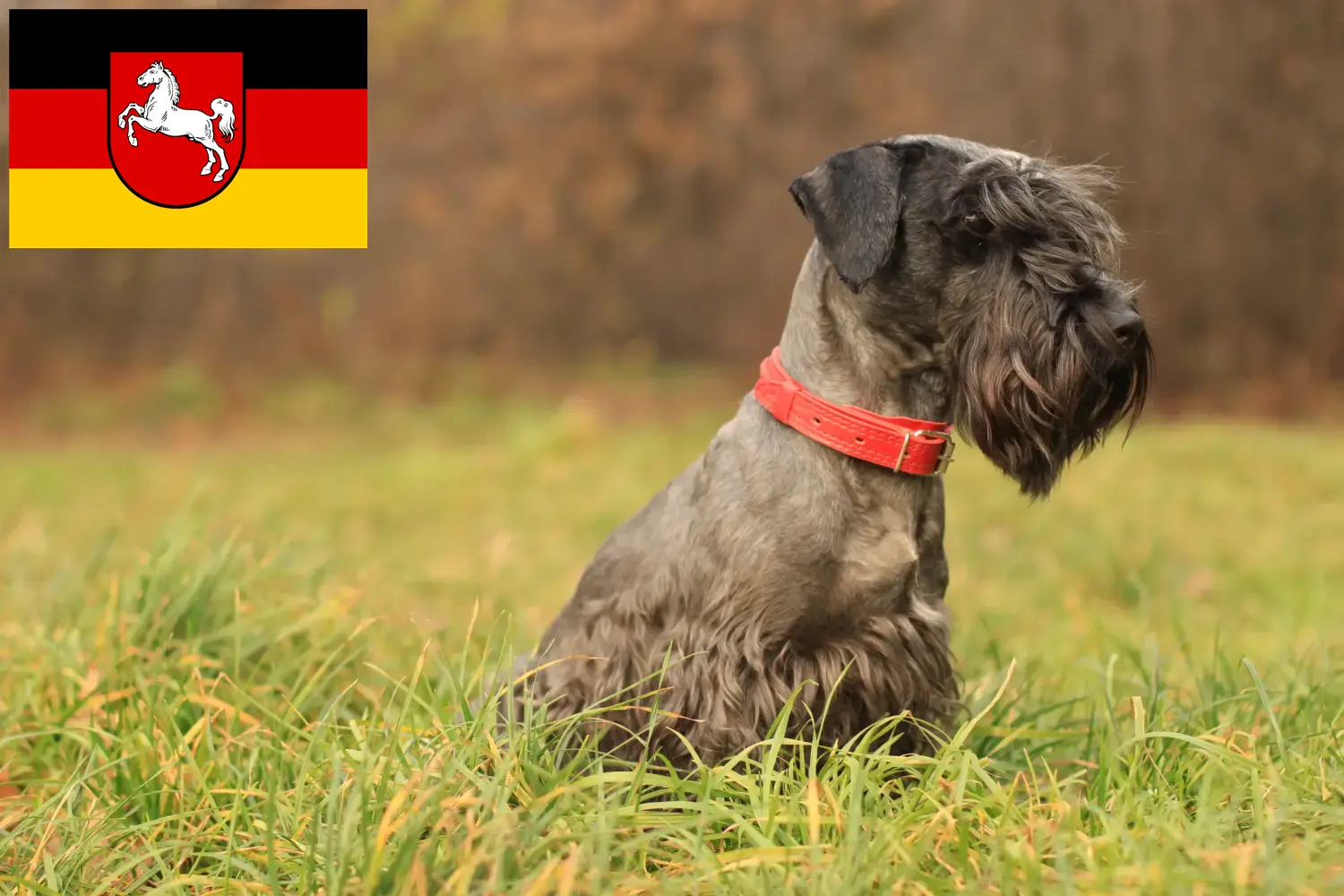 Lee más sobre el artículo Criador de Terrier checo y cachorros en Baja Sajonia