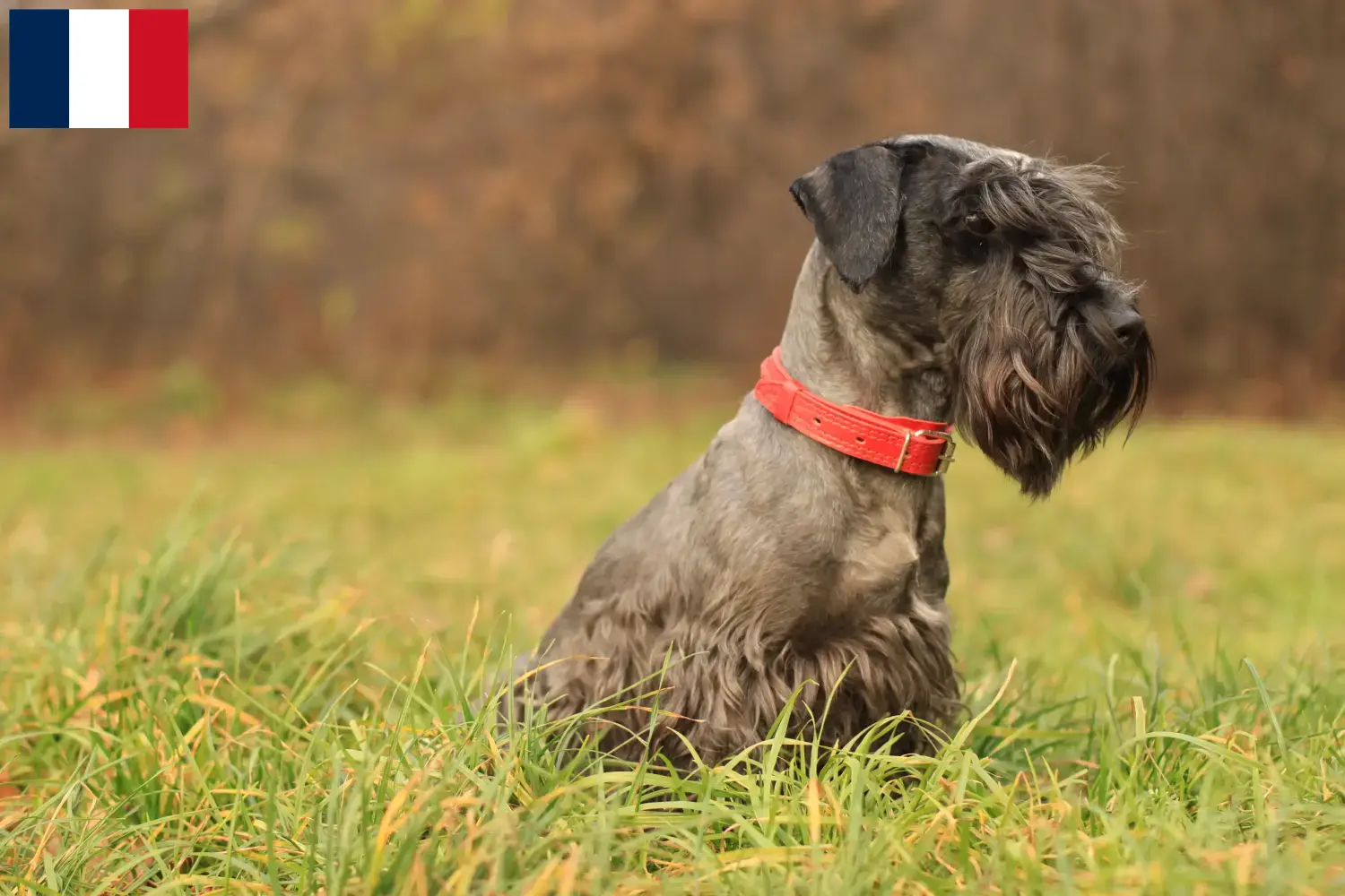 Lee más sobre el artículo Criador de Terrier checo y cachorros en Francia