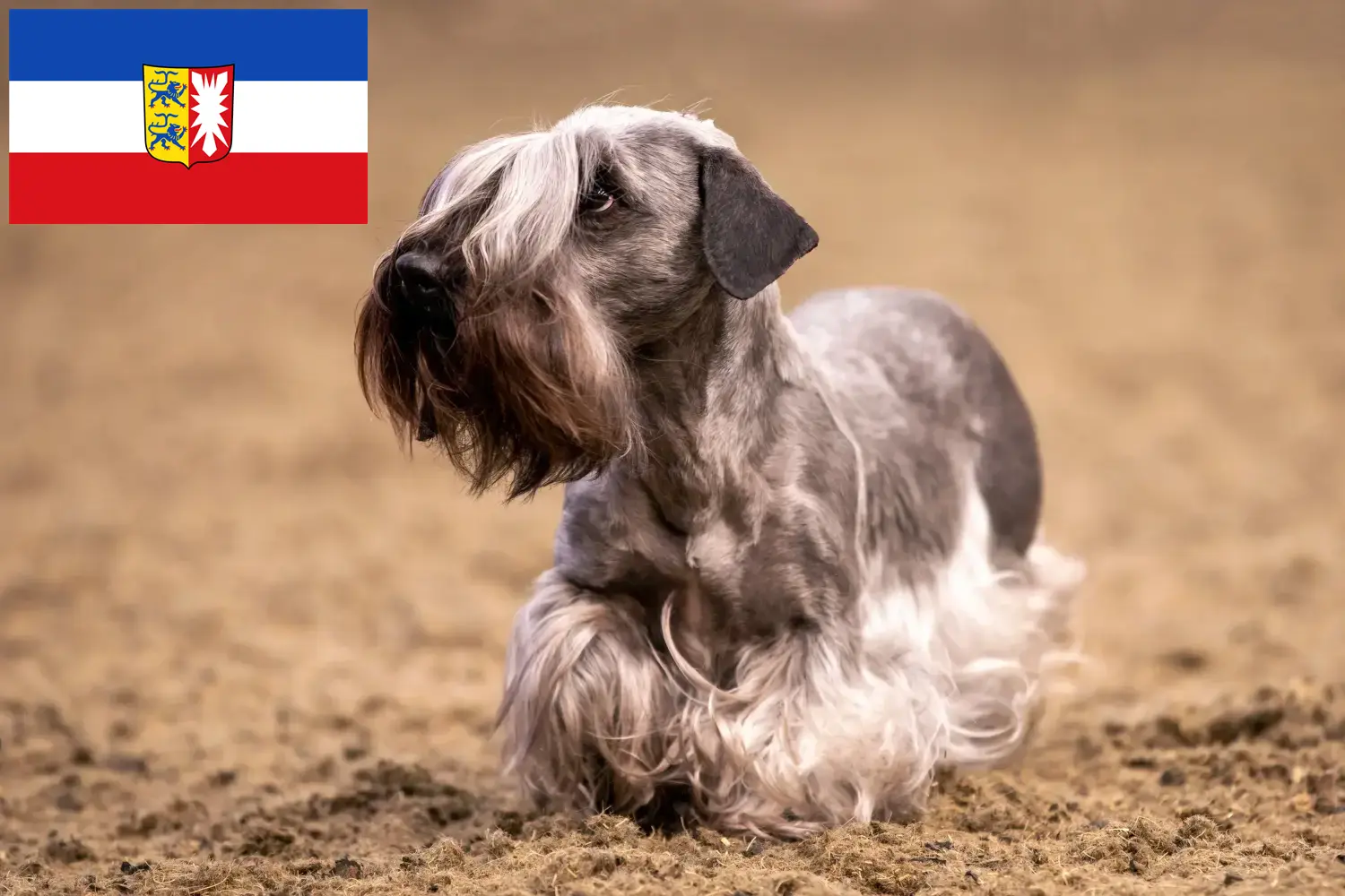 Lee más sobre el artículo Criadores y cachorros de Terrier checo en Schleswig-Holstein