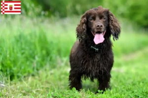 Lee más sobre el artículo Criadores de Field Spaniel y cachorros en Bremen